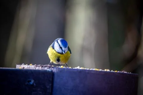 IMG 1402 스톡 사진