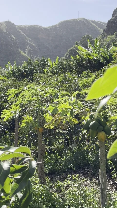 IMG 1410 Stock Footage 326640923