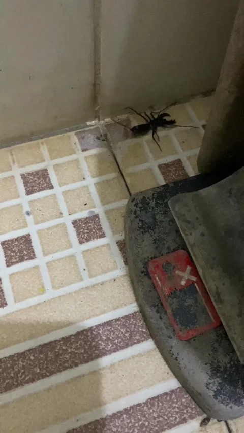 IMG 1454 (as) Stock Footage 329503709