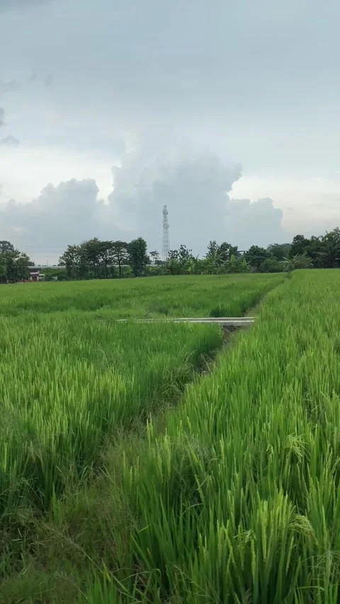 IMG 1460 (as) Stock Footage 329503708