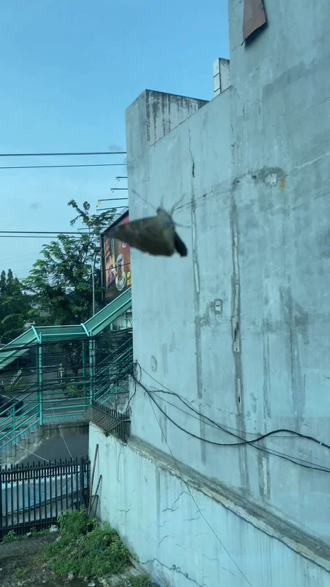 IMG 1476 Stock Footage 329582945