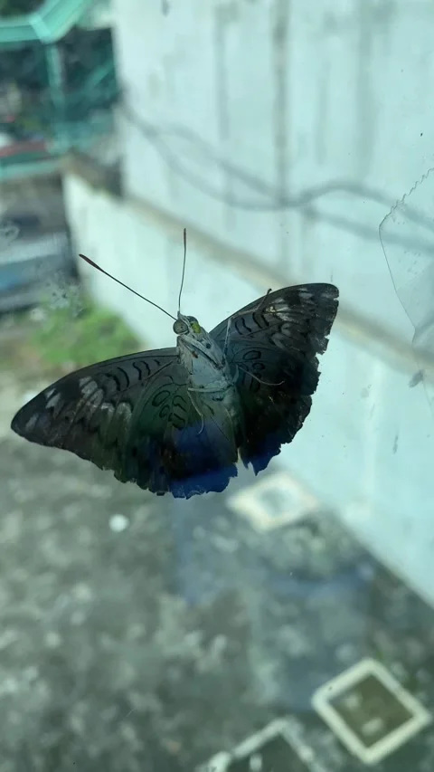 IMG 1477 (as) Stock Footage 329503723