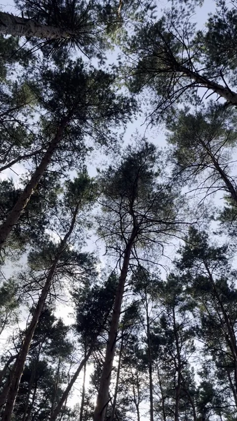 IMG 1479 動画素材 246147460