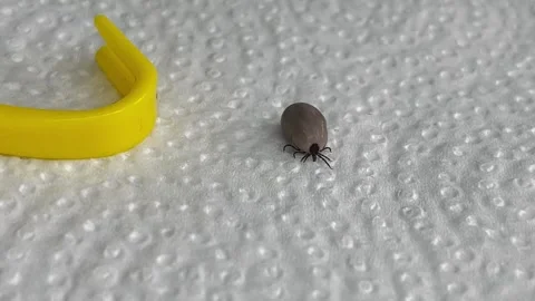 IMG 1617 Stock Footage 308969127