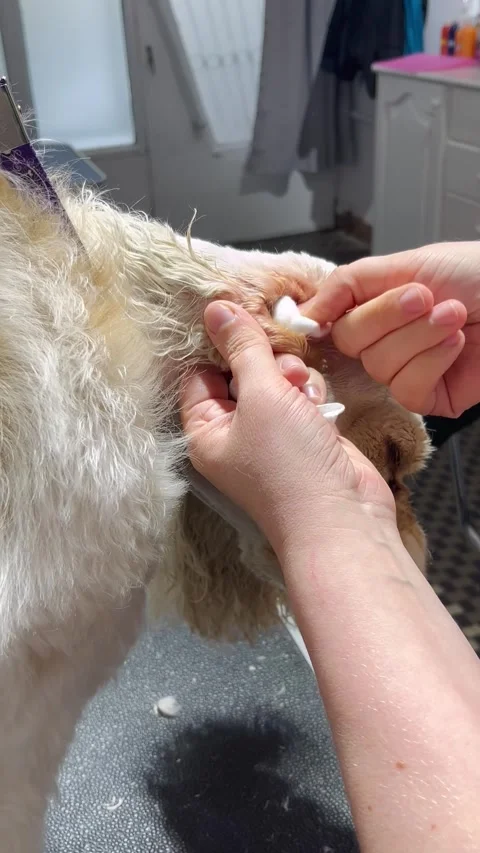 IMG 1887 Stock Footage 310749822