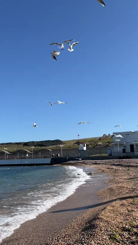 IMG 2088 Stock Footage 235337213