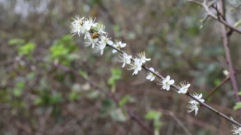 IMG 2115 Stock Footage 331266929