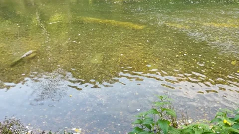 IMG 2165 Stock Footage 163650791