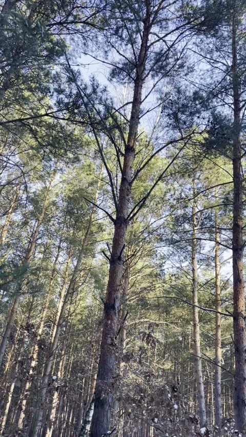 IMG 2203 Video stock 325727353