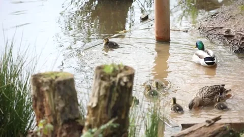 IMG 2205 Видео 333074808