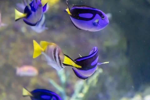 IMG 2336 Stock Photos