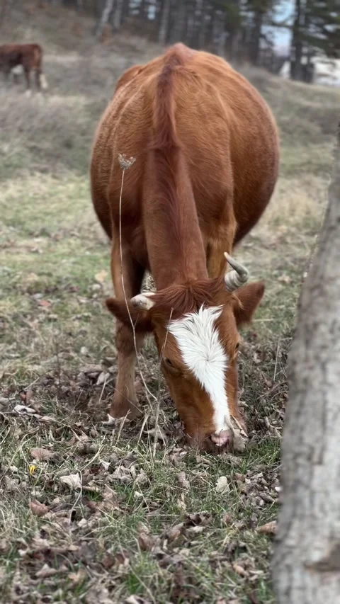 IMG 2447 Stock Footage 235337218