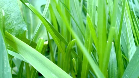 IMG 2593 Stock Footage 343376639