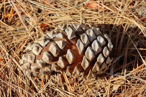 IMG 2645 Pine Cone on Pine Needles Stock Photos