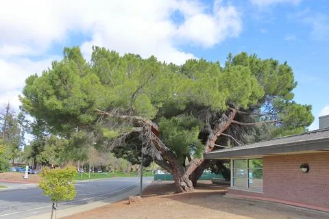IMG 2652 Large pine tree leaning over a building and road Stock Photos