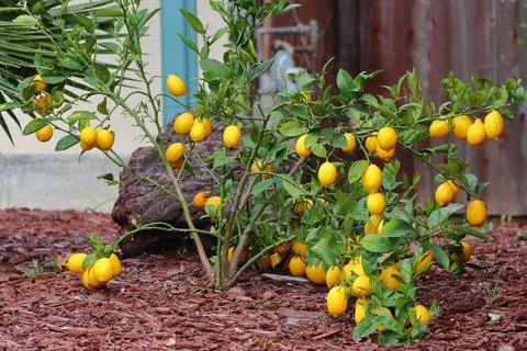 IMG 2804 Small Lemon Tree with Fruits Stock Photos