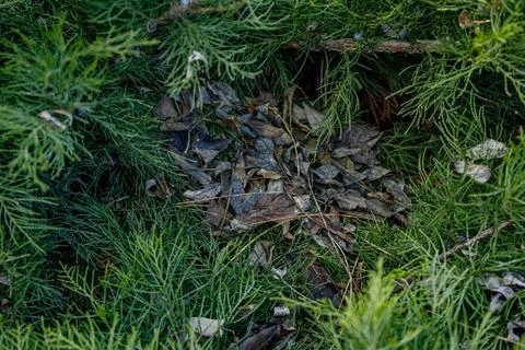 IMG 2887 库存照片