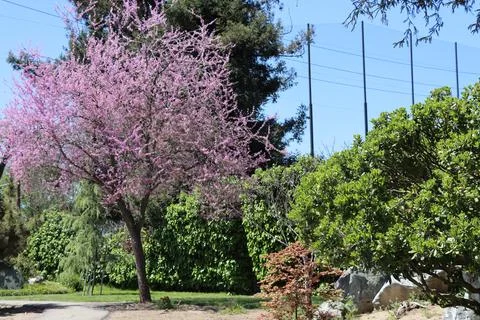 IMG 3131 Blooming Tree in Spring Park Stock Photos