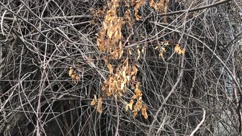 IMG 3311 Video stock 170412241