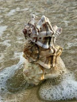 IMG 3320 Stock Photos