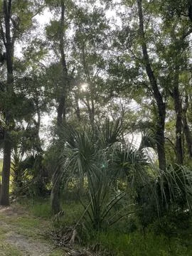 IMG 3441 库存照片