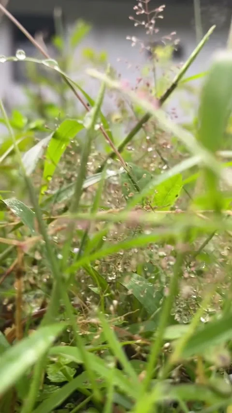 IMG 3563 Vídeo Stock 234162465