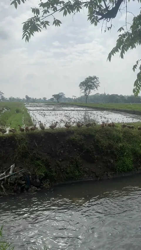 IMG 3587 Vídeo Stock 234492336