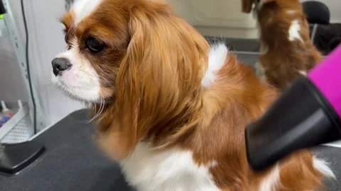 IMG 3886 Stock Footage 323069719