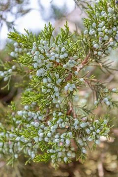 IMG 4075 Stock Photos