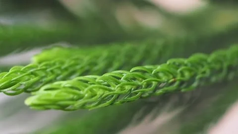 IMG 4078 Stock Footage 167124078