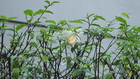 IMG 4079 Stock Footage 167124073