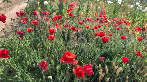 IMG 4086 Stock Footage 155241317