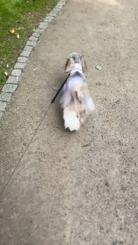 IMG 4172 Stock Footage 324901909