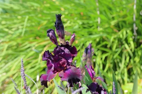 IMG 4233Purple Iris Flower Stock Photos