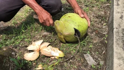 IMG 4417 Stock-Footage 203936416