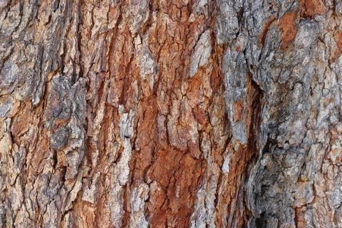IMG 4560 Tree Bark Texture Stock Photos