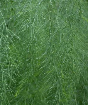 IMG 4635-lr Foto stock