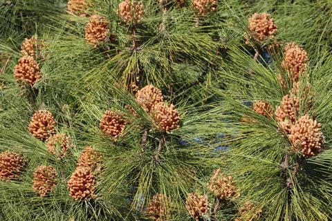 IMG 4639 Pine Cones on Tree Stock Photos