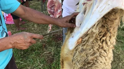 IMG 4701 Stock Footage 203925163