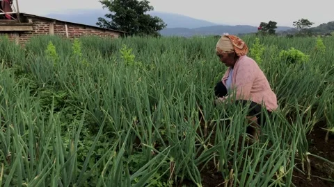 IMG 4738 Stock Footage 203926655