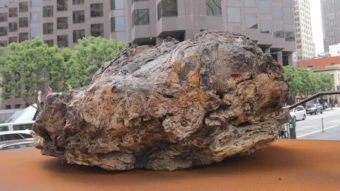 IMG 4738 Massive Tree Trunk in Nature Stock Photos