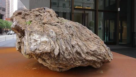 IMG 4739 Massive Tree Trunk in Nature Stock Photos
