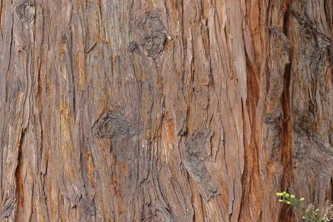 IMG 5014 Sequoia Tree Bark Close-Up Texture Stock Photos