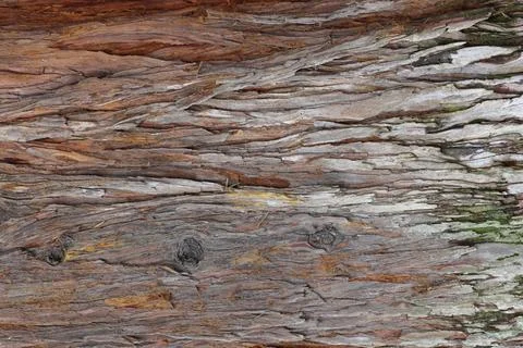 IMG 5015 Tree Bark Texture Close Up Stock Photos