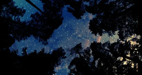 IMG 5181f Stock Footage 119141901