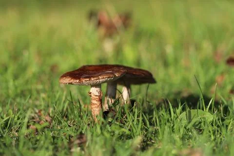 IMG 5357 Stock Photos