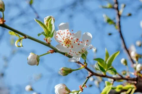 IMG 5386 库存照片