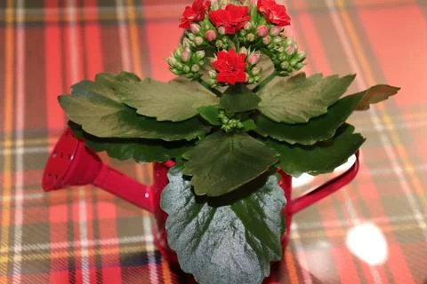 IMG 5759 Stock Photos