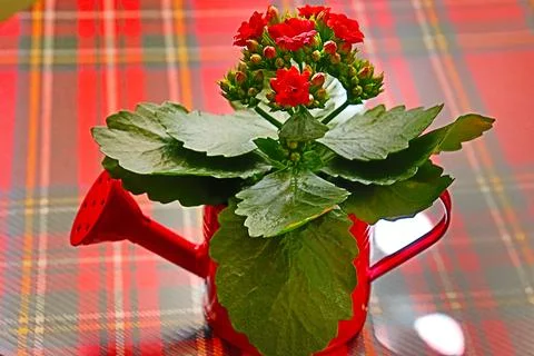 IMG 5764 Stock Photos