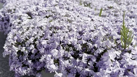 IMG 5904 Stock Footage 345977594